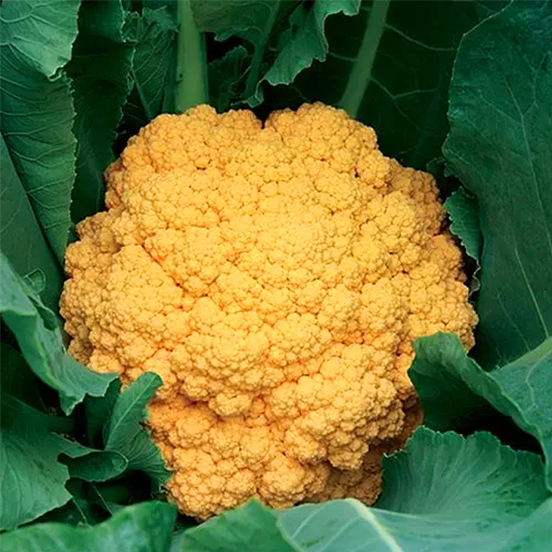 金色花椰菜种子黄色花菜西兰花菜花籽早熟春季夏四季播蔬菜孑