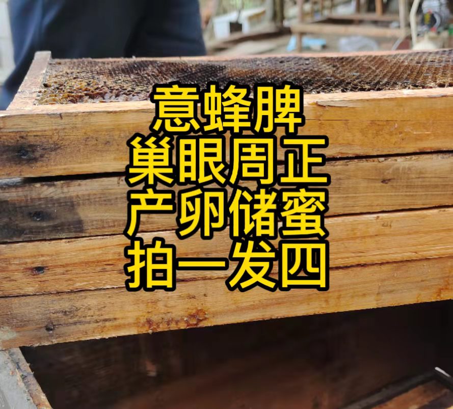 意蜂脾，产卵脾，储蜜脾意标箱尺寸