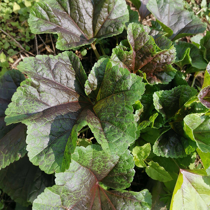 糯米冬寒菜种子冬葵冬苋菜儿童高钙菜野菜蔬菜种籽春秋种植
