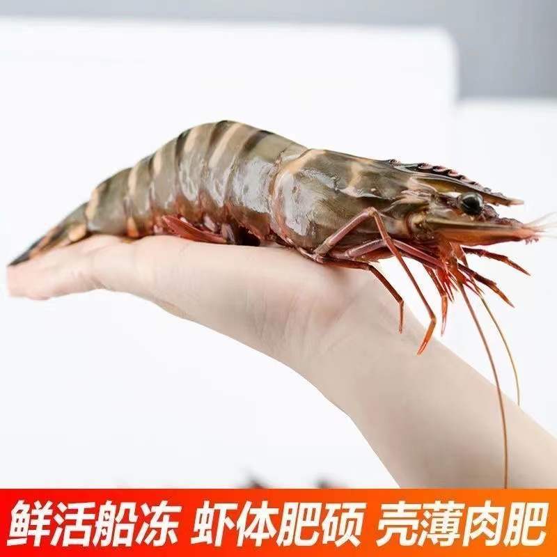 连云港发货 大个海捕红虎虾 5只装 约2斤 速冻锁鲜