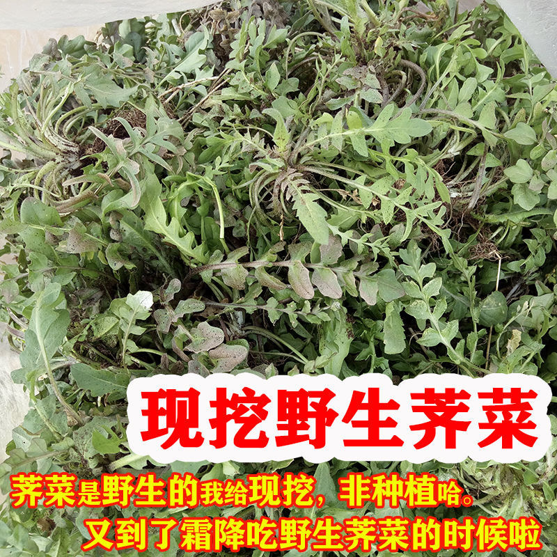 山东野生荠菜荠荠菜新鲜蔬菜2斤4斤包邮农家地菜包饺子馄饨非冷冻