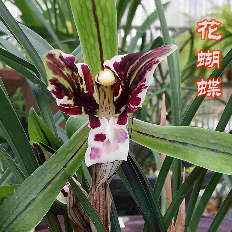 精品蝴蝶兰盆栽大花室内盆栽兰花花苖带花苞花剑四季开花