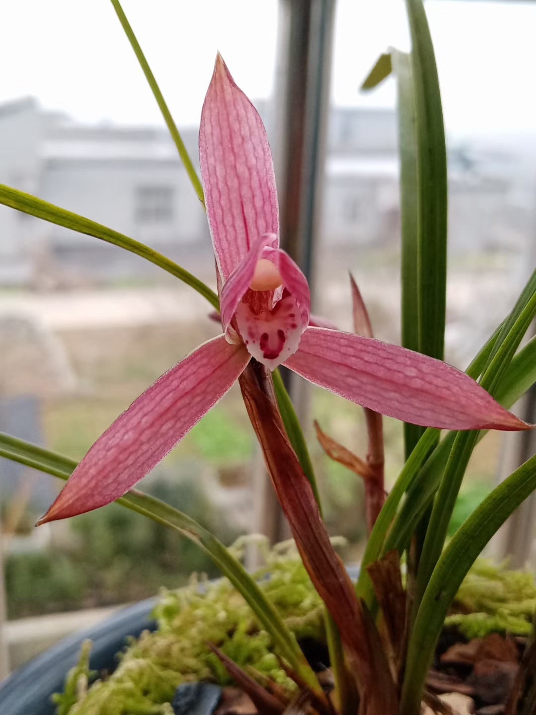 吴玉品兰园，绿植园艺，春兰朵香，盆景兰花