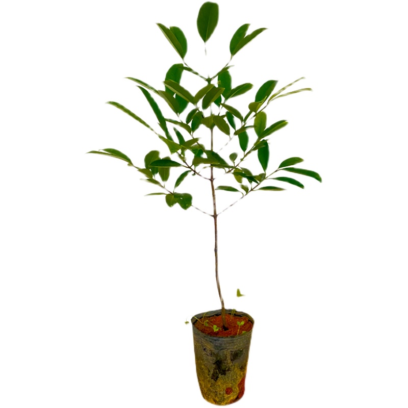 山竹树苗岭南黄金山竹苗南方种植盆栽地栽阳台庭院种植带土带叶