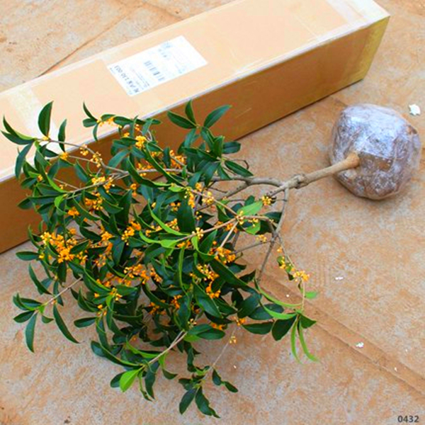 流苏嫁接桂花盆栽庭院阳台种植浓香型金桂四季桂丹桂芳香花卉植物