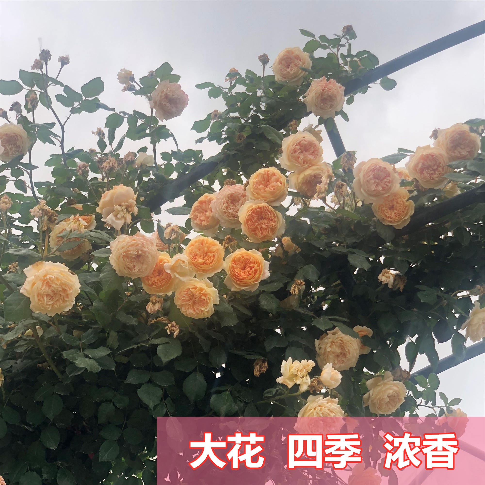 爬藤月季王妃大花庭院植物盆栽黄色月季花花卉夏季（带土发货）