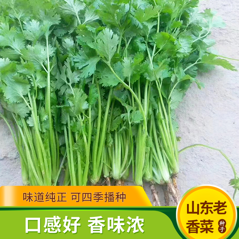 小香菜籽芫荽种孑大叶春季四季易种阳台盆栽耐热耐寒蔬菜种子菜园