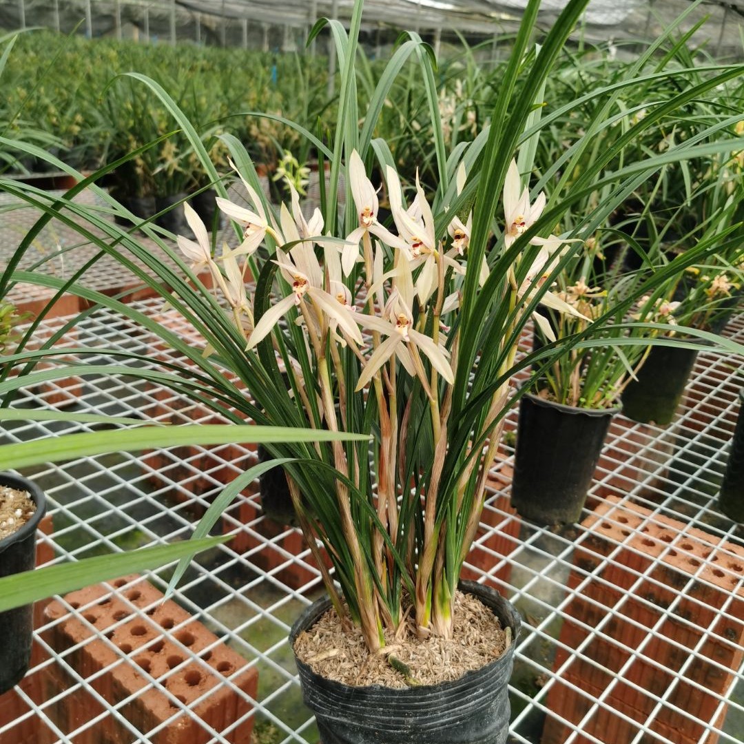 四川传统品种雪兰三棱草东方