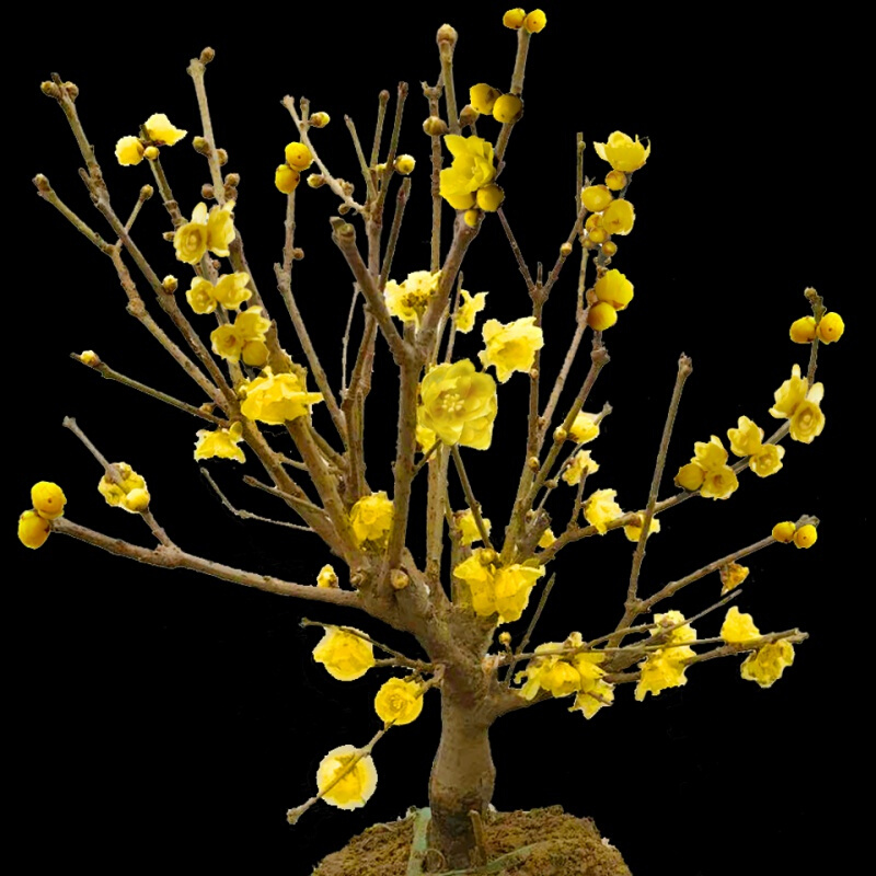 素心腊梅盆栽腊梅花树苗浓香型室内秋冬季室外庭院老桩耐寒梅花苗