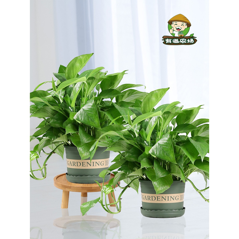 绿萝盆栽植物室内吸除甲醛净化空气好养活绿箩办公室去味水培绿植
