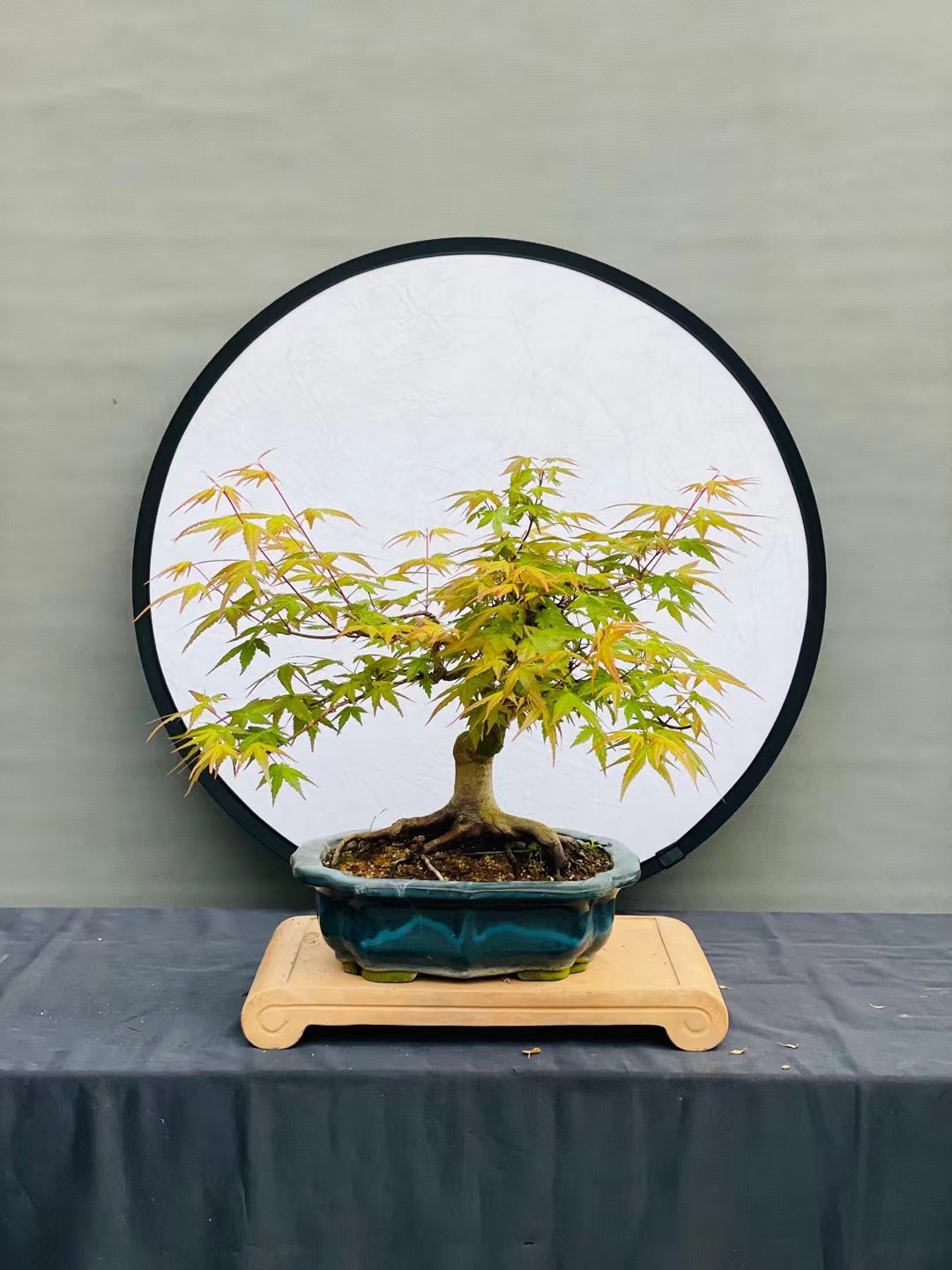 正扬盆景 一物一拍 以直播间截图为准