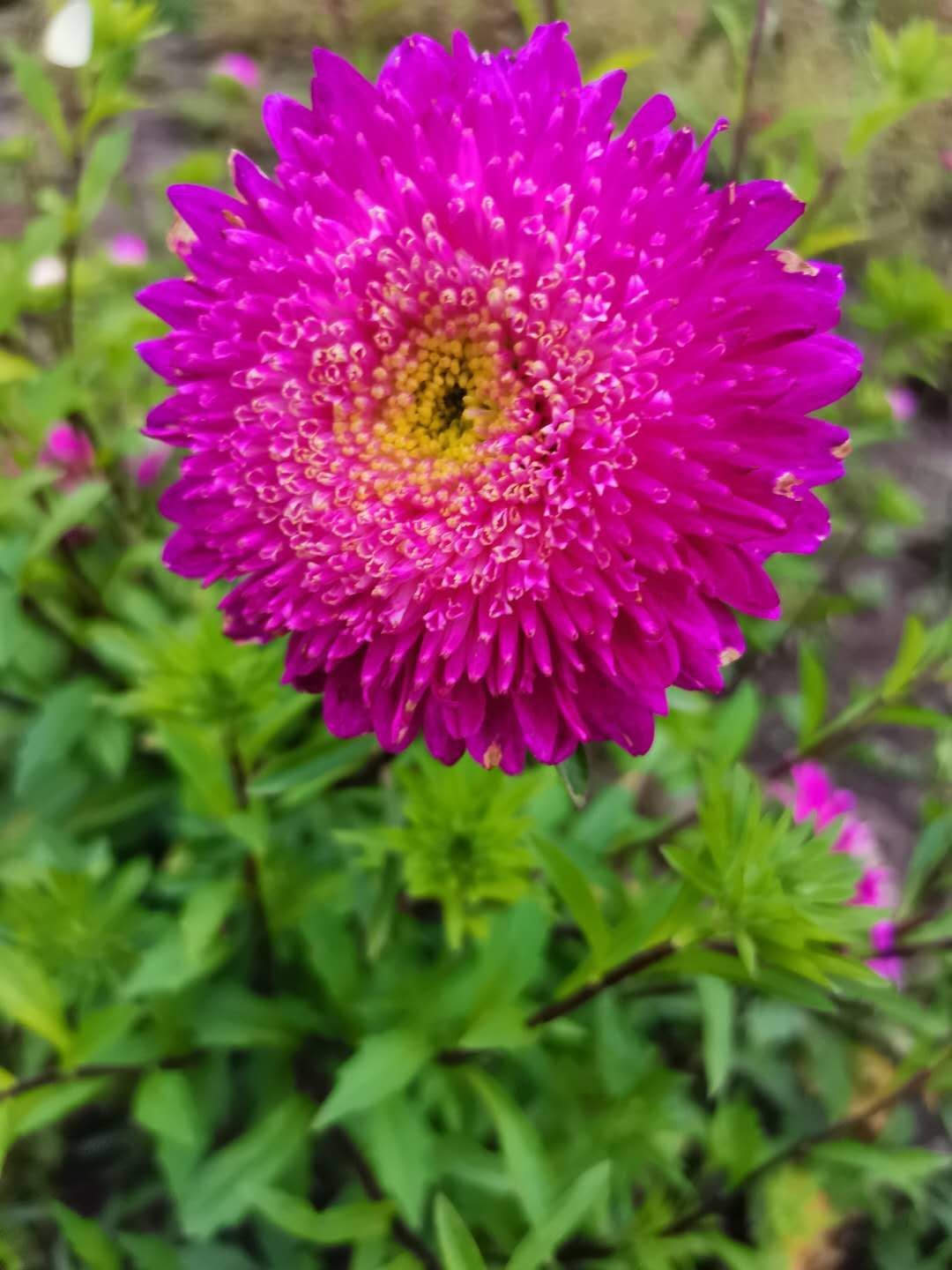 稀有品种翠菊共十一种花色精品重瓣翠菊