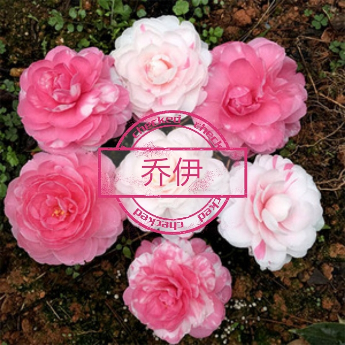 乔依【云涛茶花】品种茶花精选品种苗阳台花园庭院植物观赏花卉