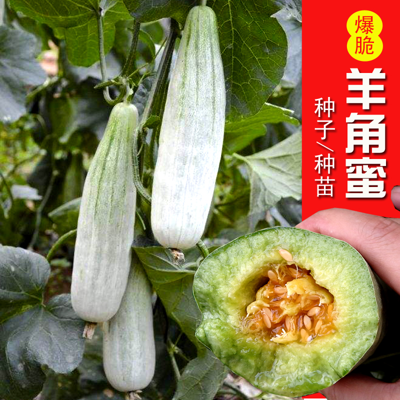 【新人福利春季】羊角蜜甜瓜苗