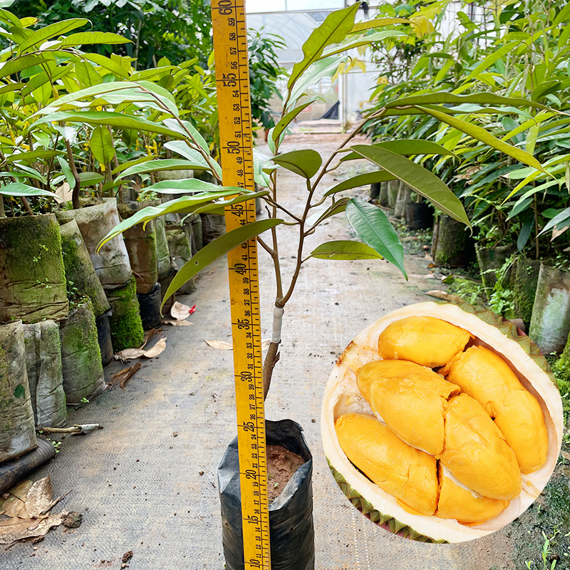 猫山王榴莲嫁接苗品种纯正