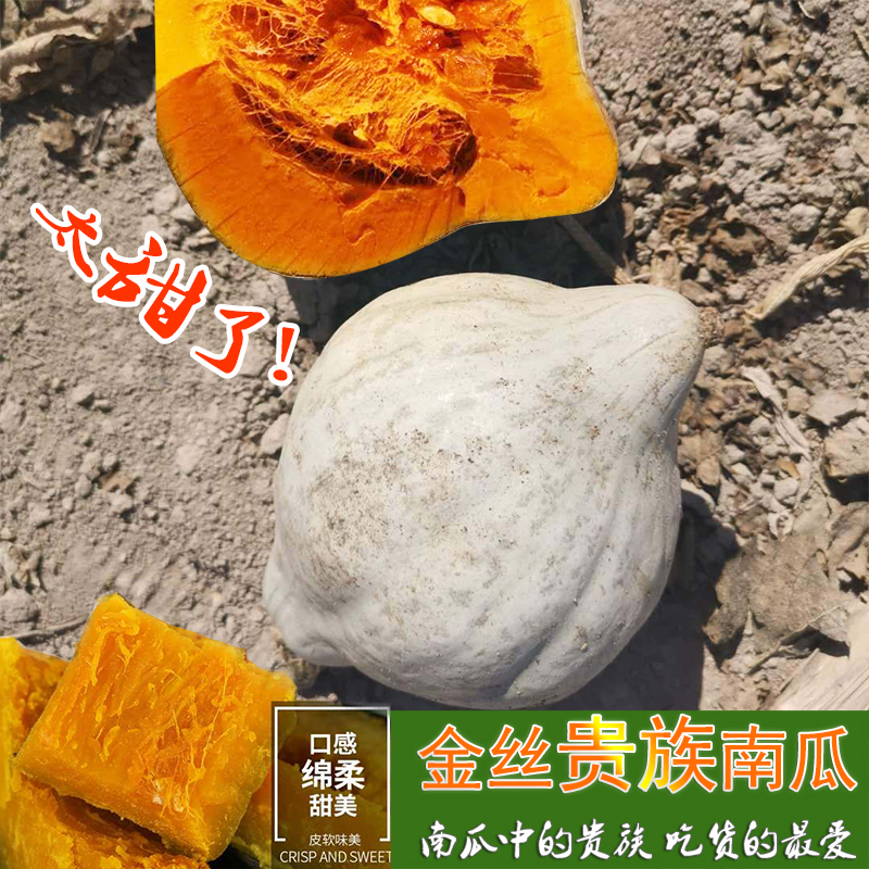 新疆金丝贵族南瓜板栗南瓜种子丑瓜香甜面小南瓜春秋高产抗病种籽