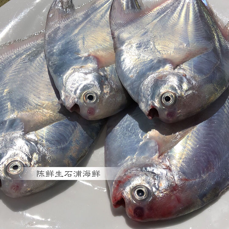 【东海野生流网白鲳鱼】  3斤 4斤 舟山渔港 新鲜鲳鱼 3/4条斤  