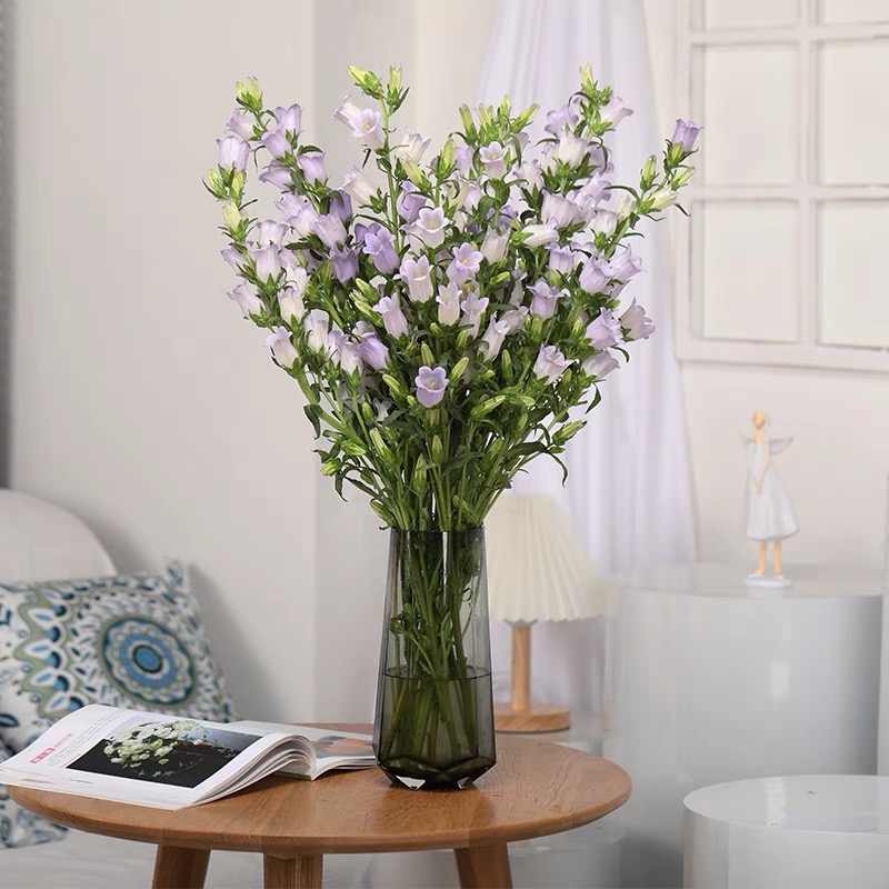 鲜美风铃花(醒花勿拆花头硬纸壳，醒完修枝叶片少留)风铃花