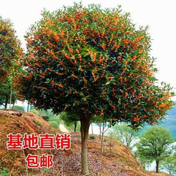 地栽大型四季桂花树苗庭院浓香花卉常青植物盆景金桂丹桂室内盆栽