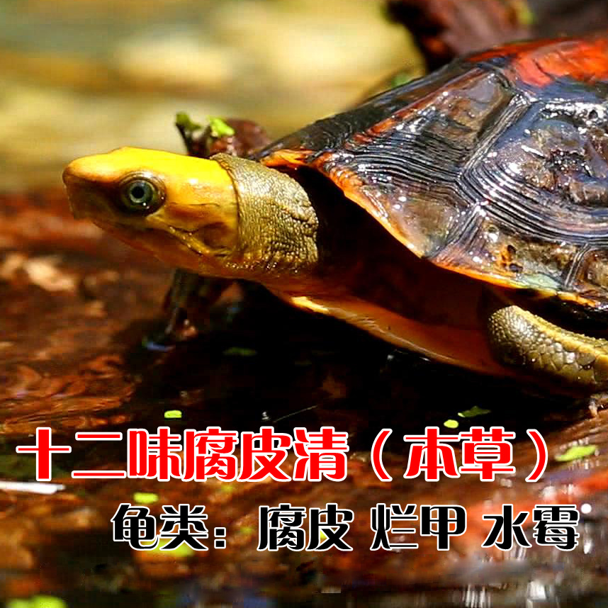 龟龟泡澡用十二味腐皮清龟茶腐皮腐甲感冒浮水脱肛白眼水霉烂甲