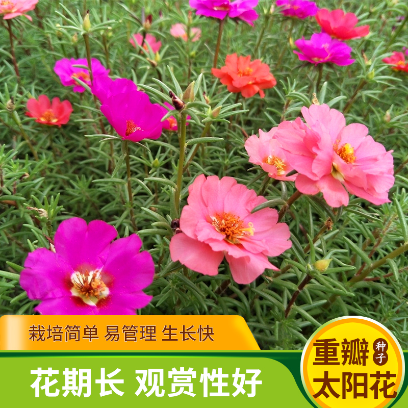 重瓣太阳花种子死不了混色七彩易活盆栽室外庭院四季易活花卉种孑