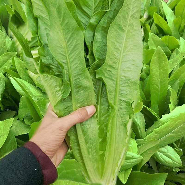 油麦菜种子盆栽春秋冬季四季种籽夏季种植种子阳台油麦菜种子