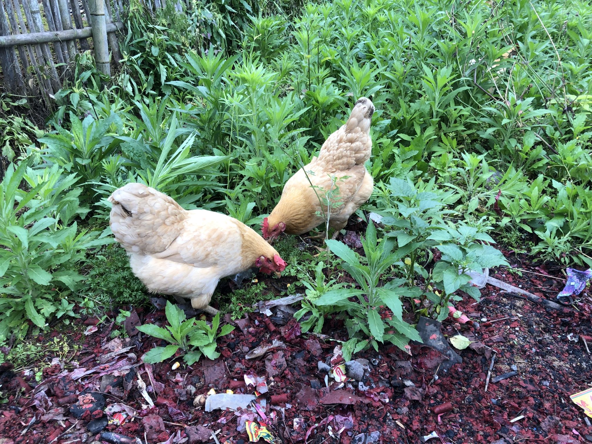 仙桃散养小脚土鸡青年母鸡2只包邮到家