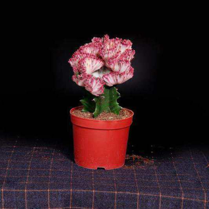 彩麒麟盆栽原盆发货