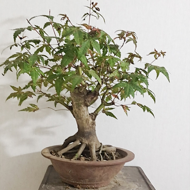 依鹏盆景 花卉盆景 规格齐全 造型优美