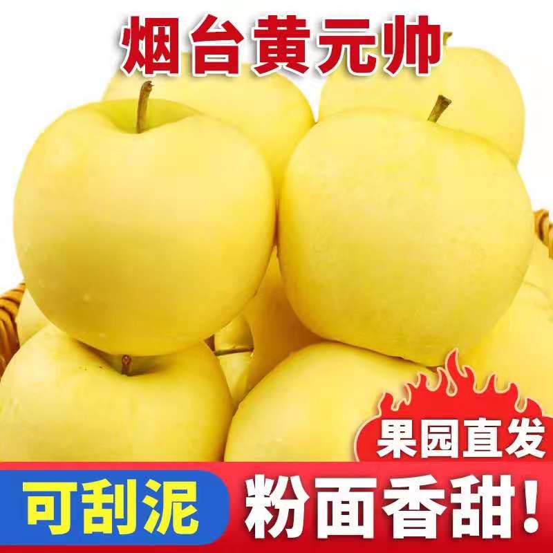 正宗营养原生态水果烟台苹果水果新鲜粉面香甜原产多汁黄元帅苹果