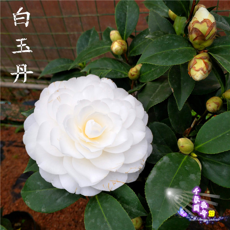 【白玉丹】茶花盆栽树苗白赤丹白色茶花绿植盆栽带苞办公阳台山茶花