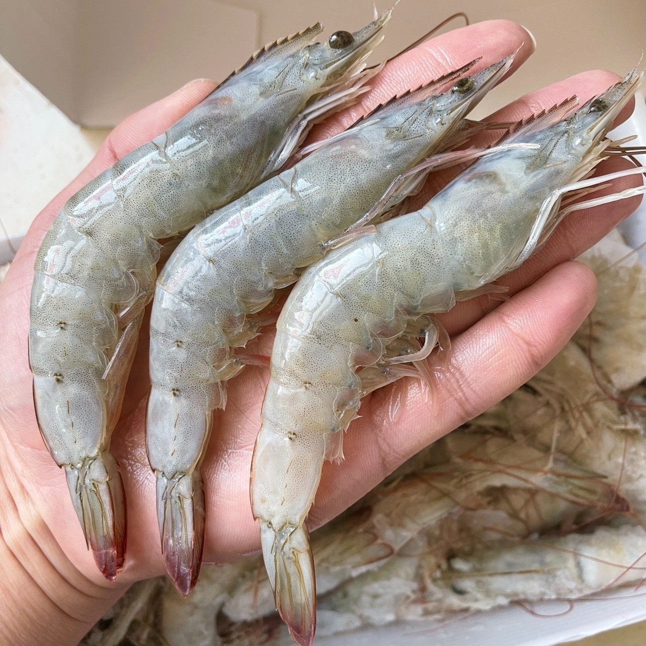 203040大号厄瓜多尔白虾新鲜南美虾冷冻单只大虾海水大虾净3.3斤
