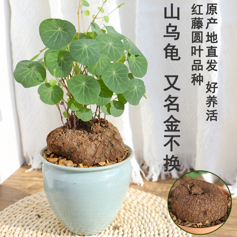 堇年造景多肉植物山乌龟盆栽室内圆叶绿植水培桌面盆景庭院爬藤