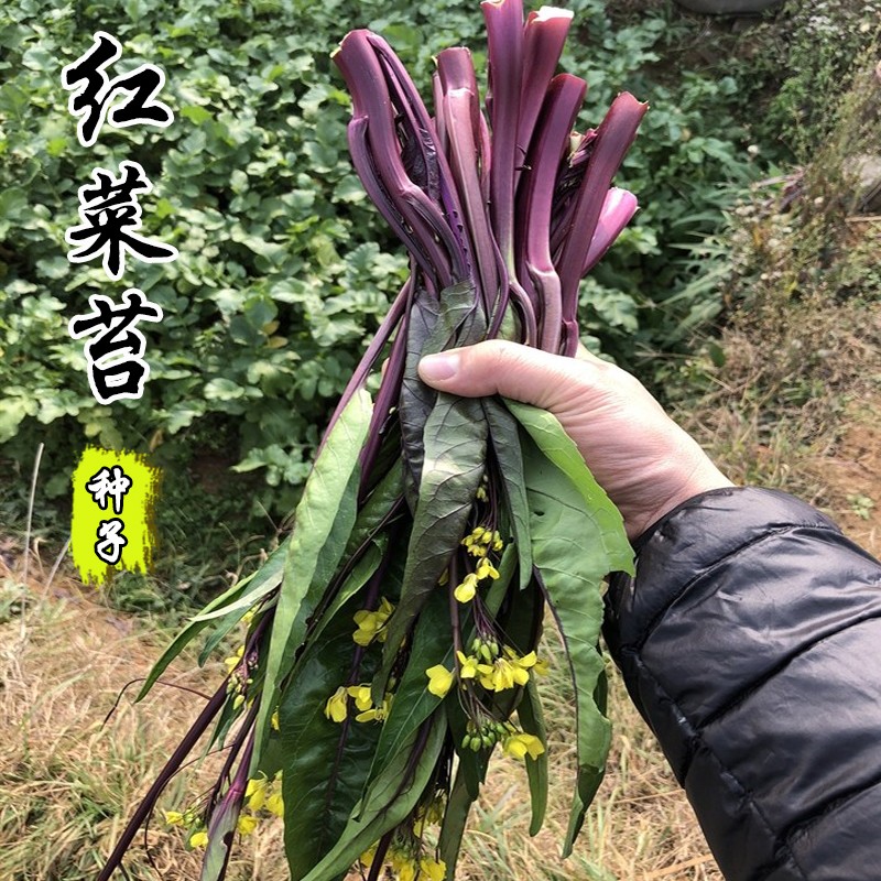 红菜苔种子四季种植蔬菜种子家庭盆栽耐热抗病高品质菜心