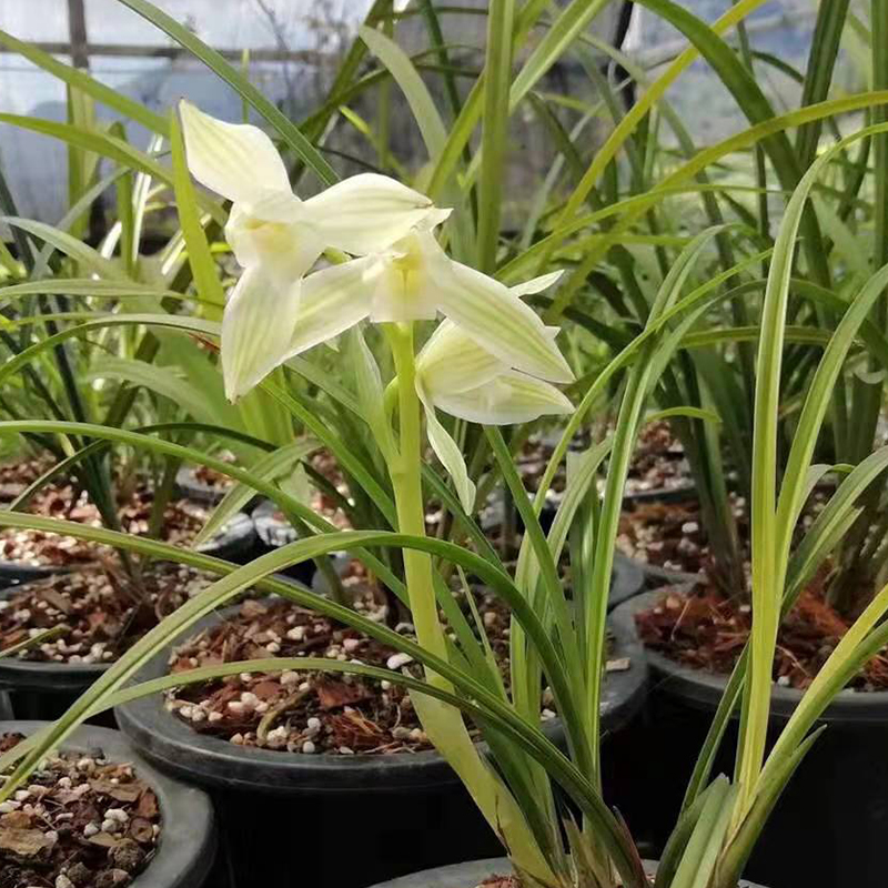 青轩兰场维西秀荷 小草大花正格荷瓣莲瓣兰 高档浓香兰花苗绿植