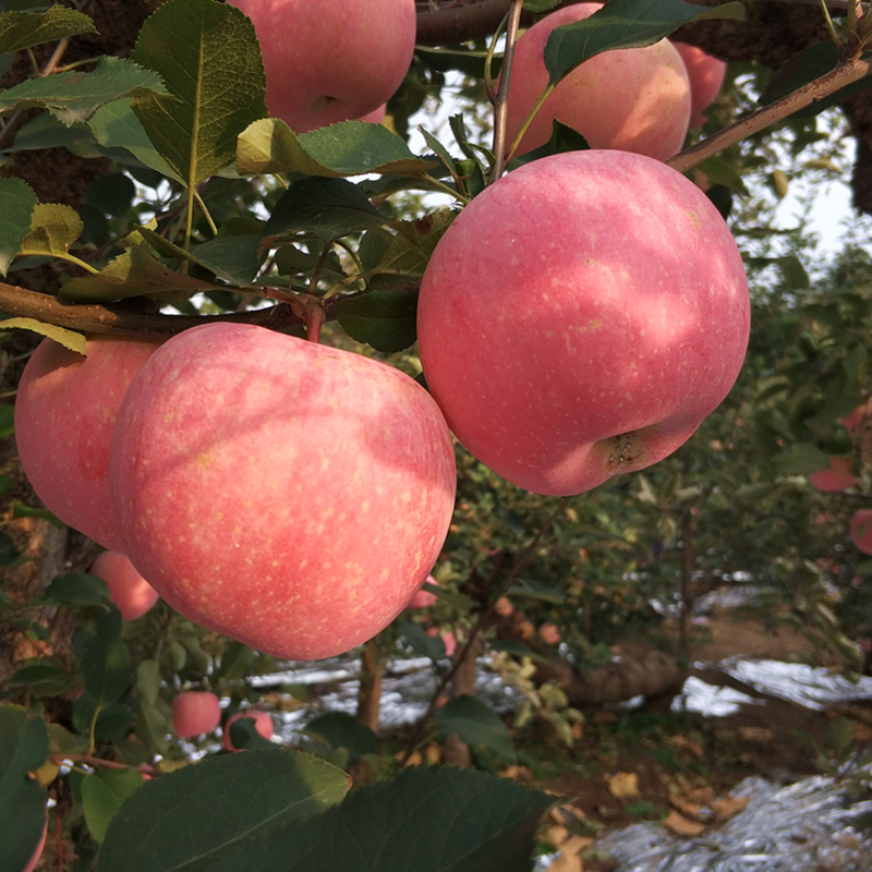 【全红果】正宗新鲜山东烟台栖霞红富士苹果水果脆甜不打蜡4.5斤