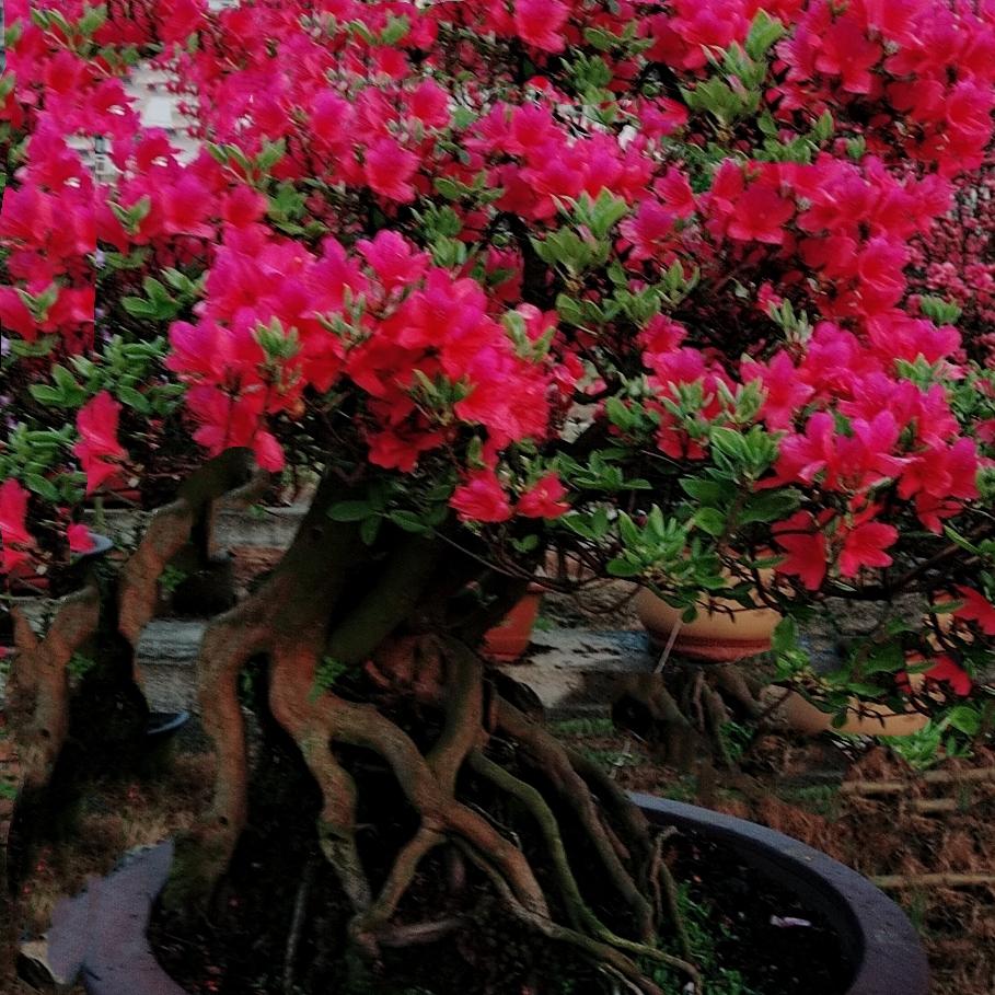 大别山野生映山红老桩盆景
