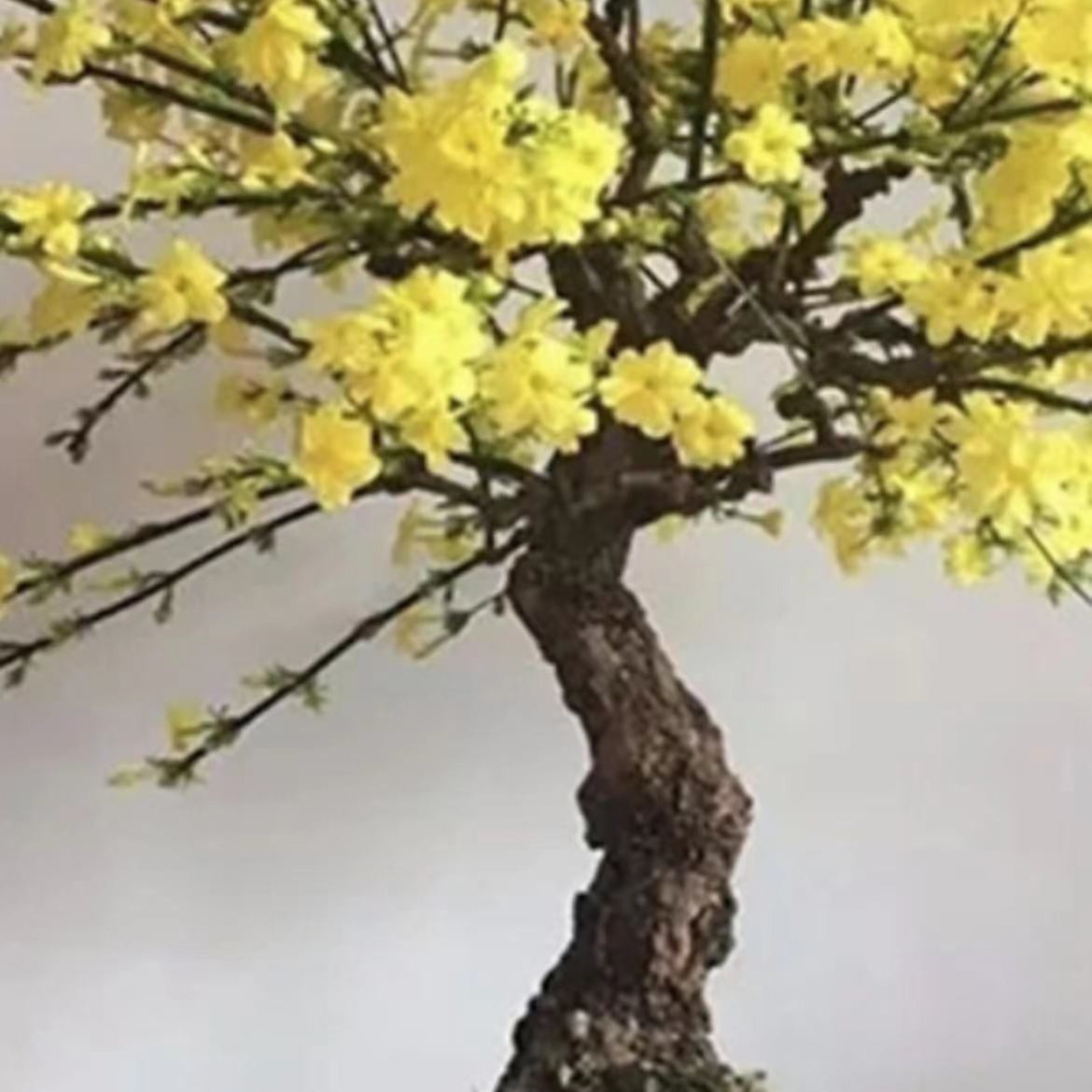 龙爪迎春花木盆景