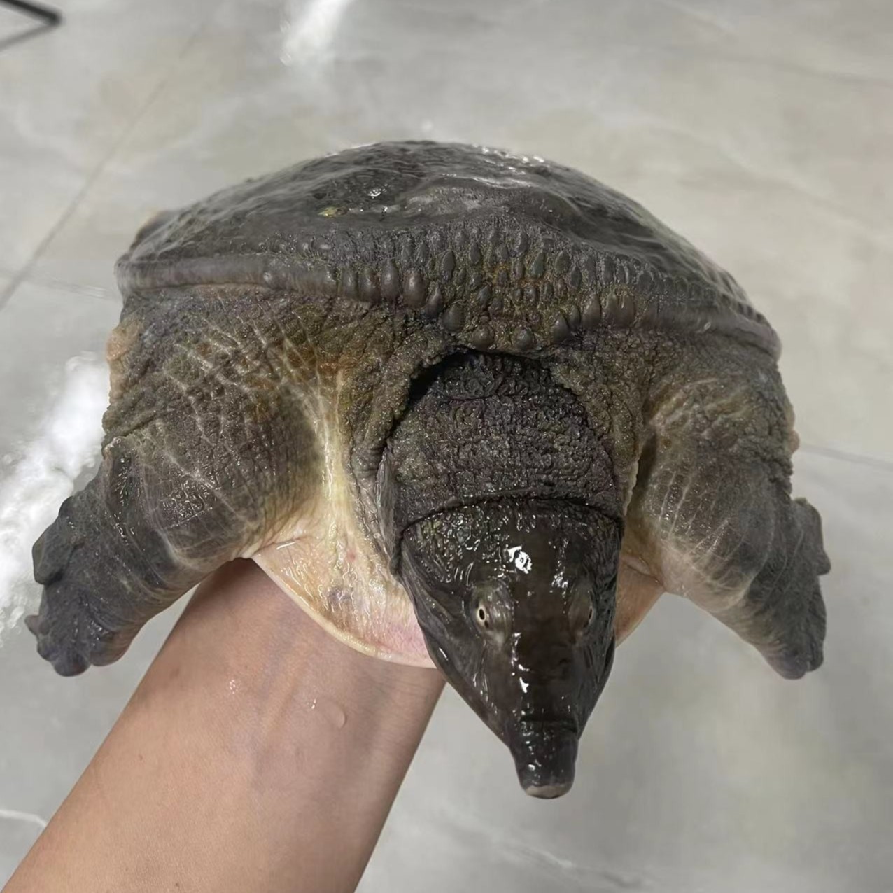 甲鱼  2斤 大甲鱼 肇庆高要  外塘生态  生鲜