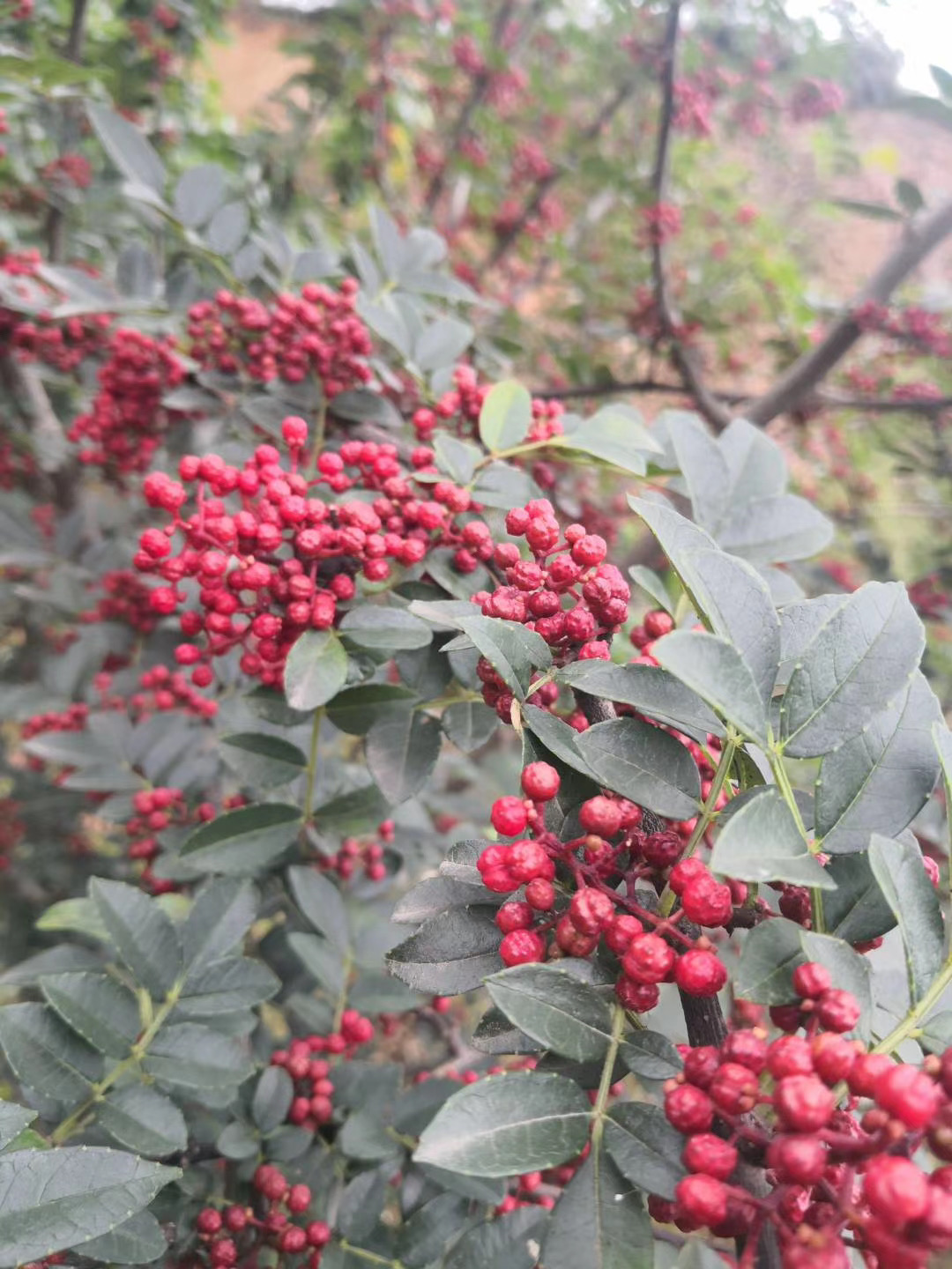 正宗汉源25年新花椒正路椒娃娃椒千年贡椒