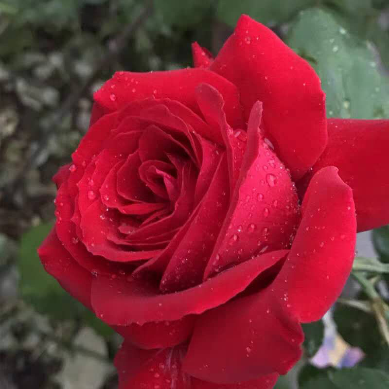 中国红（雅奇花园）红黑色矮桩月季花玫瑰盆栽多季开花一盆多棵花卉