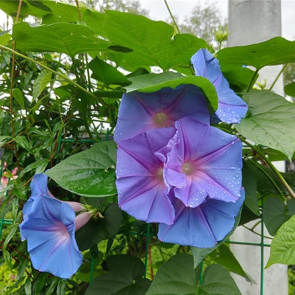 美国宿根牵牛巨型蓝紫变色大花牵牛拱门花墙爬藤植物耐寒耐热易养