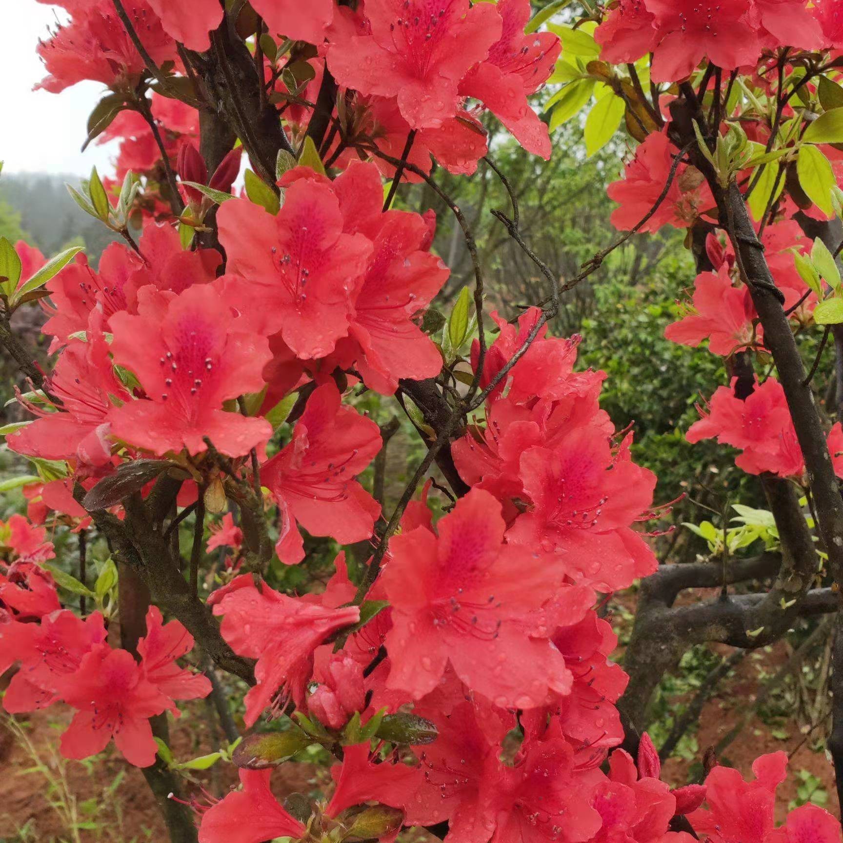 映山红老桩头盆景