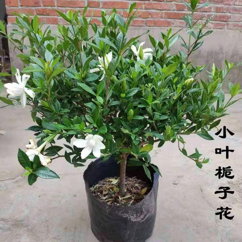 大小老桩直播间一物一拍（慎拍）