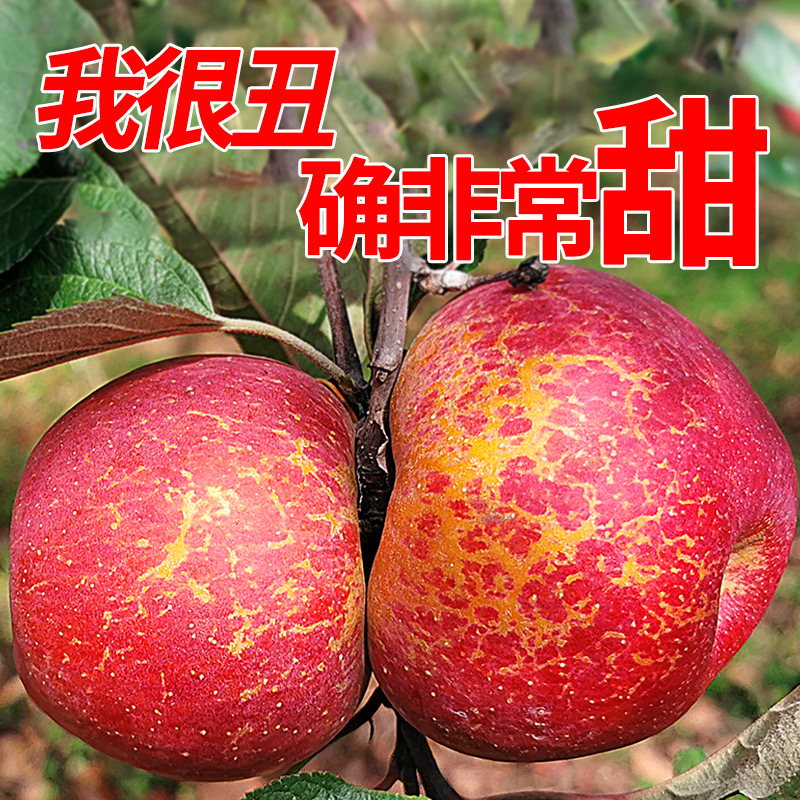 【大凉山盐源】冰糖心苹果红富士丑苹果高山当季新鲜水果脆甜5/8斤