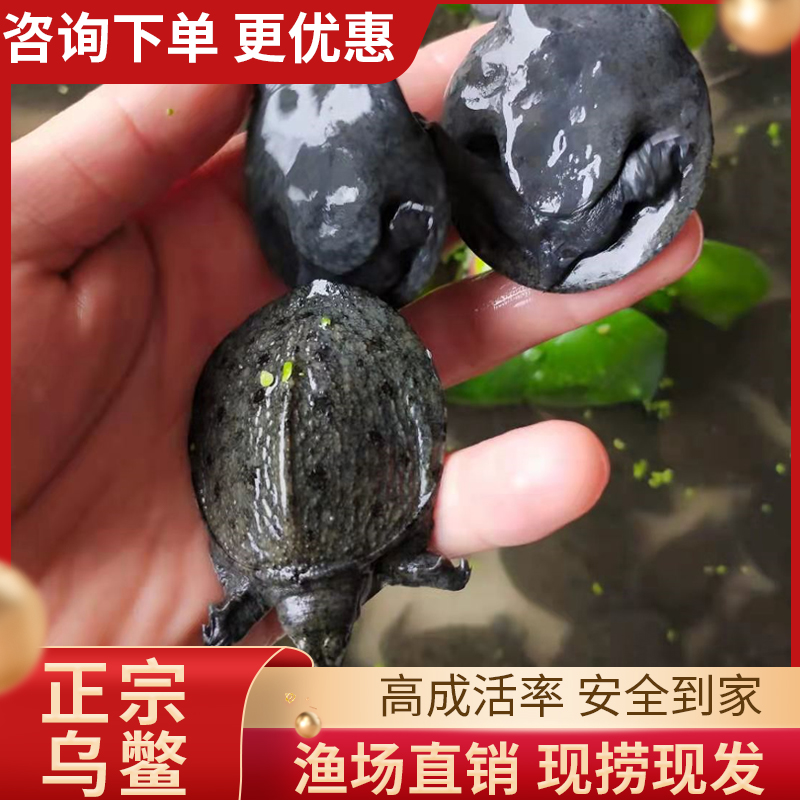 小乌鳖外塘冷水养殖小甲鱼中华团鱼水鱼包邮