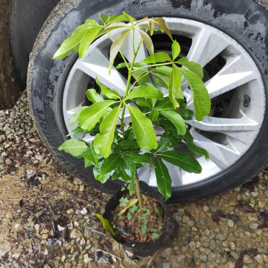 状元红大果冰淇淋果苗两年嫁接苗当年开花苗