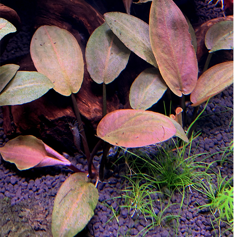 亚马逊水景馆 美波莉椒草 印度芭蕉椒草 水中叶中株稀有椒草