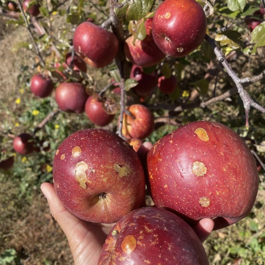 顺丰到家 大凉山盐源富士丑苹果 不保糖心了但少量有糖心