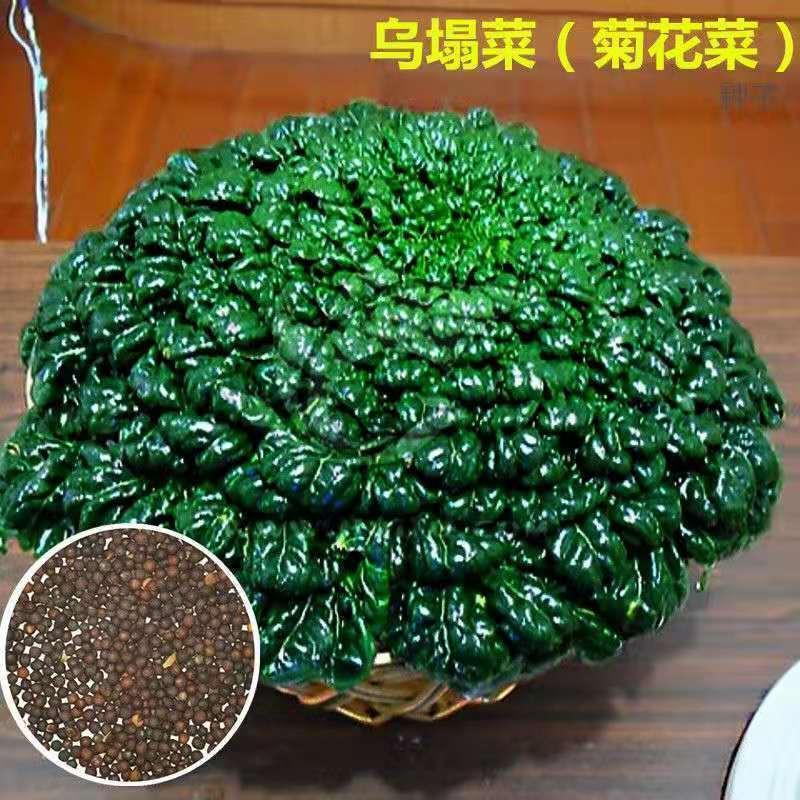 乌塌菜种子菊花菜秋季冬季种植简单蔬菜种籽大全阳台盆栽种植简单
